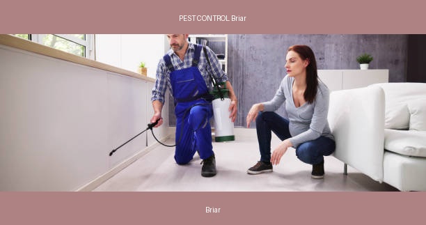 PEST CONTROL Briar